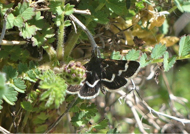 Pyrausta nigrata 